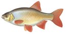 Лаврово-Песочня - иконка «рыбалка» в Износках